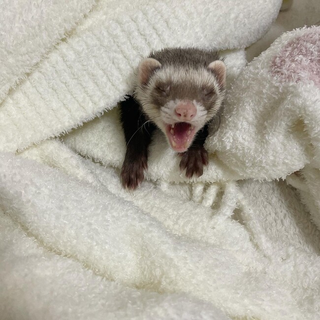 はらみ。のカバー写真