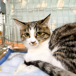 Life With Catねこの譲渡会 サムネイル2