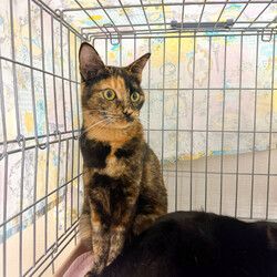 Life With Catねこの譲渡会 サムネイル3