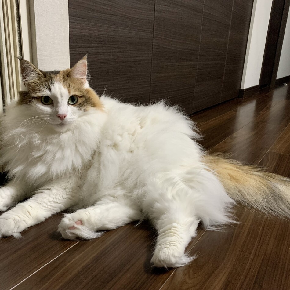 Bibiのカバー写真