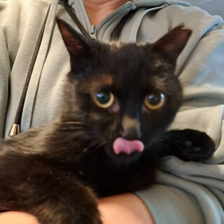 二匹目にも。人慣れ抜群穏やかな黒猫女の子1歳