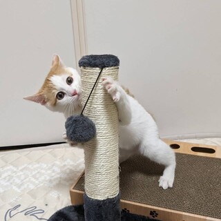 楓ちゃん譲渡成立です　有り難うございます。