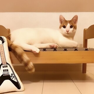 大きめ子猫♡中身は子猫のまんまの白茶くん♡マサ