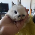 【里親募集】12月2日生♥ミニウサギ1匹♥札幌市