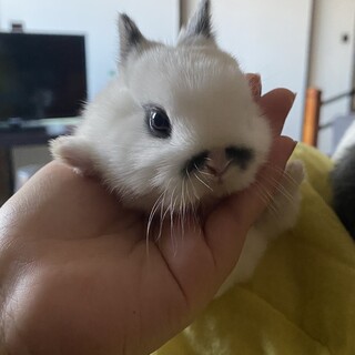 【里親募集】12月2日生♥ミニウサギ1匹♥札幌市