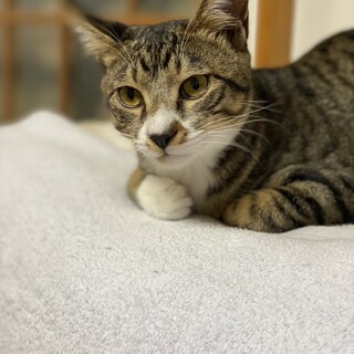 やんちゃな甘えん坊☆チャイ君