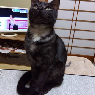 珍しいブラックスモークの毛色の女の子　黒羽ちゃん