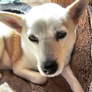 人が大好き！のんびり穏やかな女の子雪