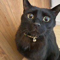 ショコラ