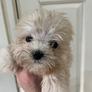 マルプーの子犬