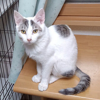 まるで大福みたい♡穏やかな男の子『ロック』