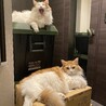 同じノルウェージャンで同じ歳のBibiさんとのツーショットです。