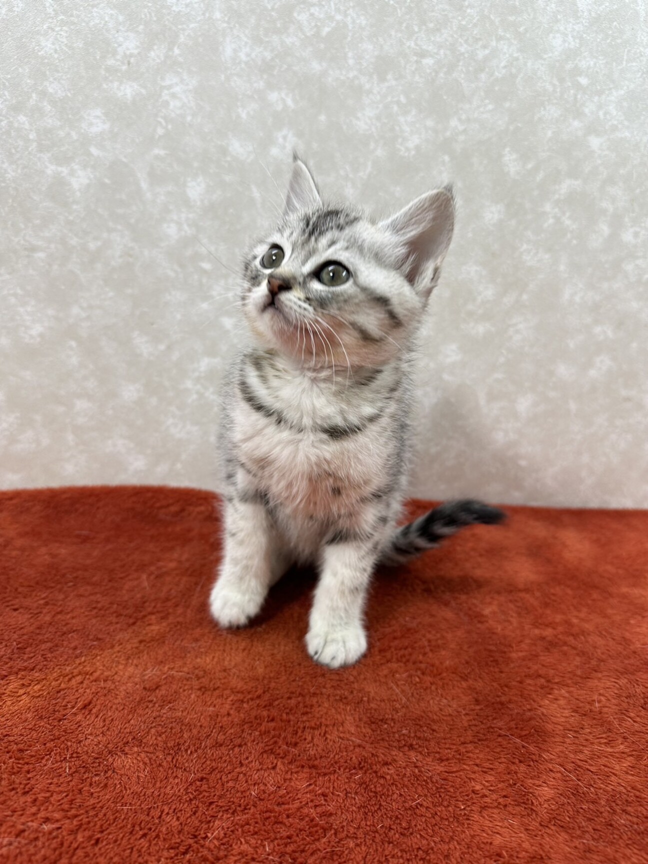 ベレーを被ったお座り猫（シルバータビー） シルバータビー一姫二太郎」東京都 - 猫の里親募集(482308