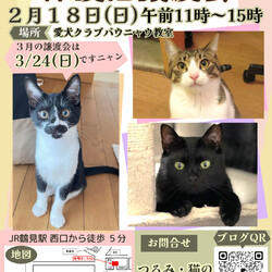 つるみ・猫のカギしっぽ譲渡会　 JR鶴見西口歩５分室内開催