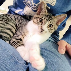 つるみ・猫のカギしっぽ譲渡会　 JR鶴見西口歩５分室内開催 サムネイル2