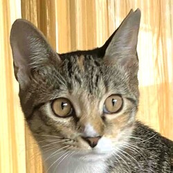 つるみ・猫のカギしっぽ譲渡会　 JR鶴見西口歩５分室内開催 サムネイル3