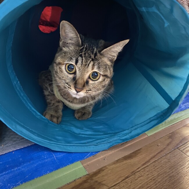 小猫。のカバー写真