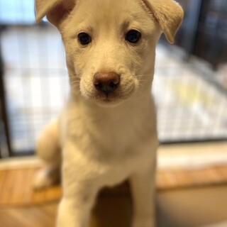 保健所レスキュー6か月位♀おだやかなちひろちゃん