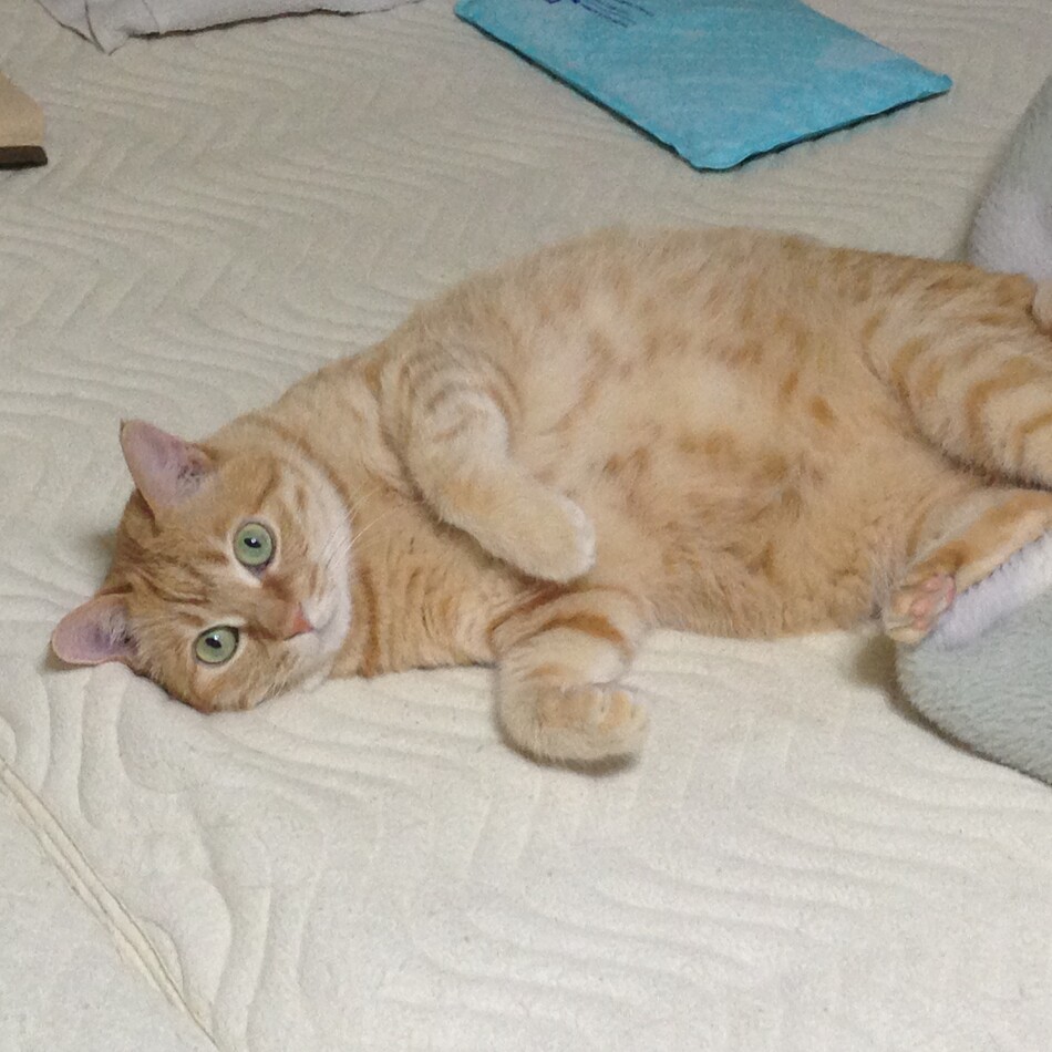 ちゃこのカバー写真
