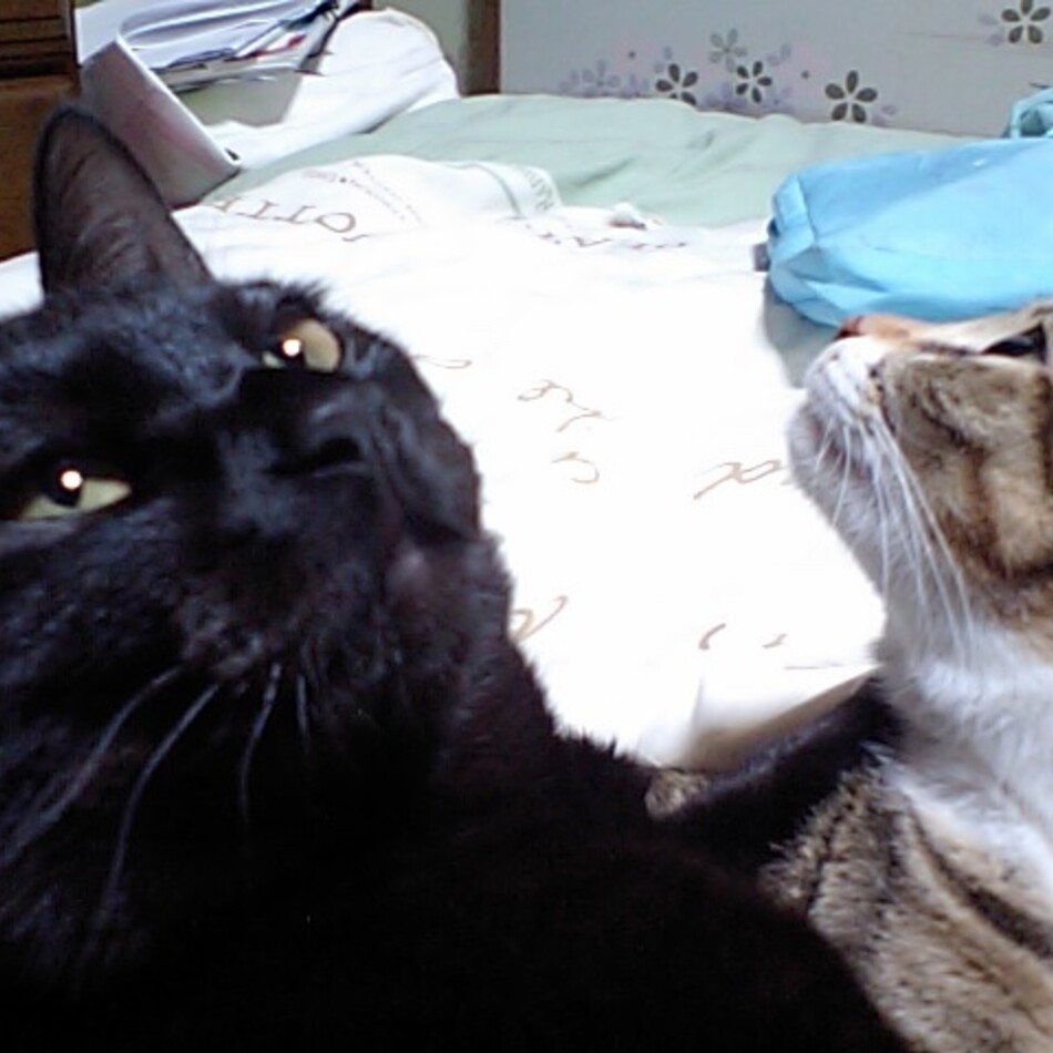 まだらのカバー写真