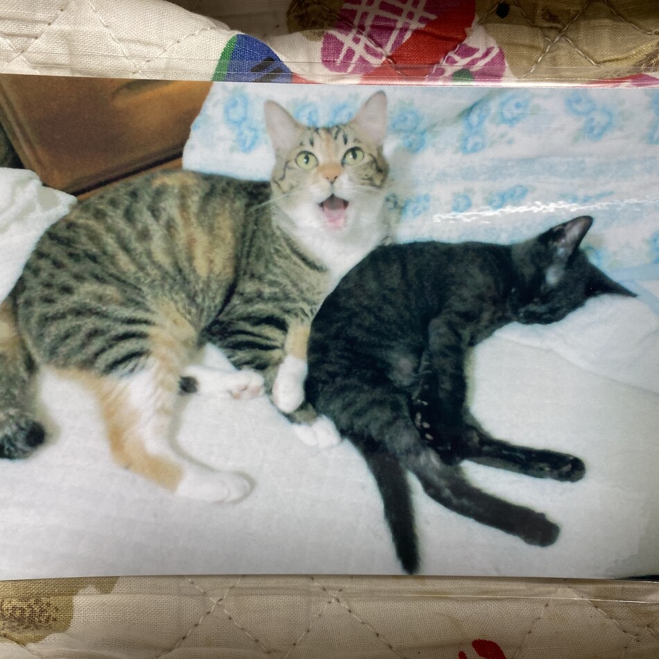 お吟のカバー写真