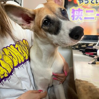 素敵なご縁がありました人懐っこい性格ハナマル君