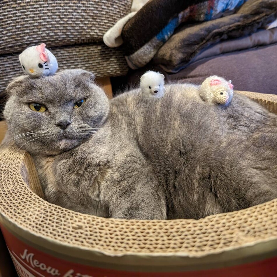 ベルのカバー写真