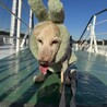 の写真