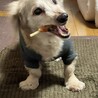の写真