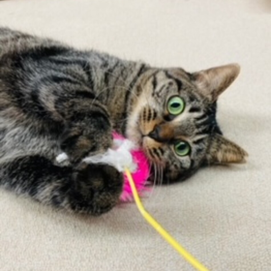 シュガーのカバー写真