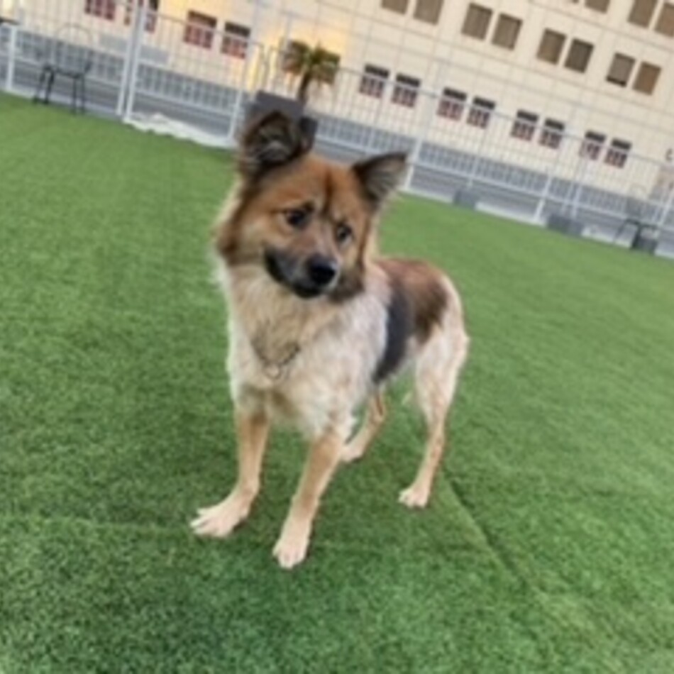 タヌ吉のカバー写真