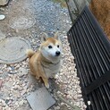 飼主様を亡くした柴犬オス8歳