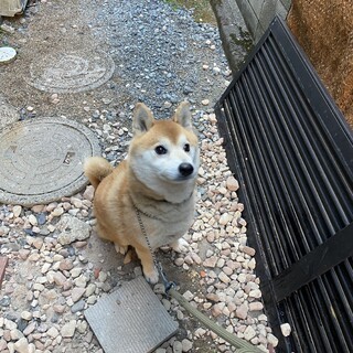 飼主様を亡くした柴犬オス8歳