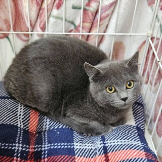 グレー猫　スピカ　オス　5か月