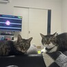 nekomu-