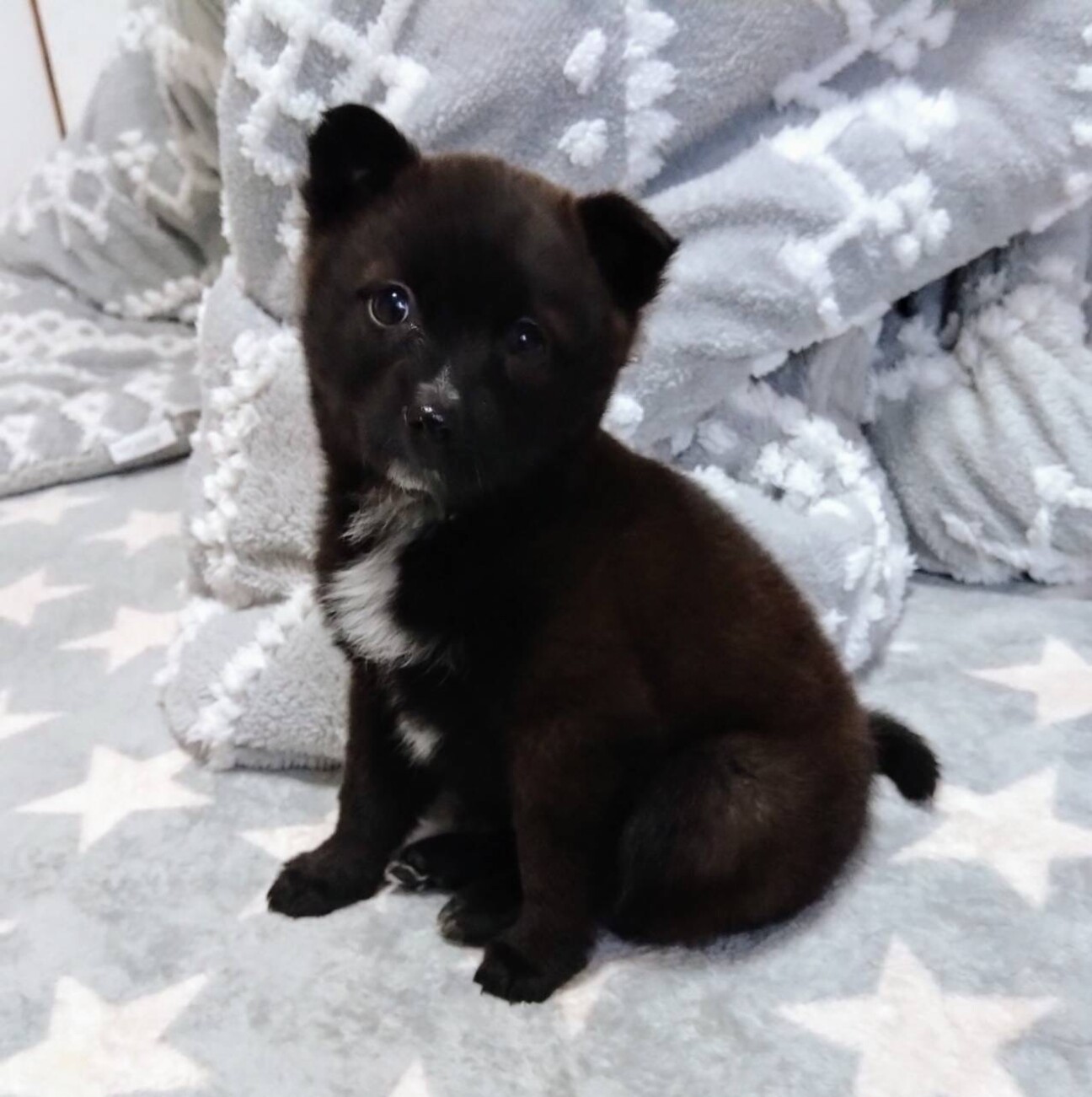 生後1ヶ月半のかわいい「」広島県 - 犬の里親募集(482349