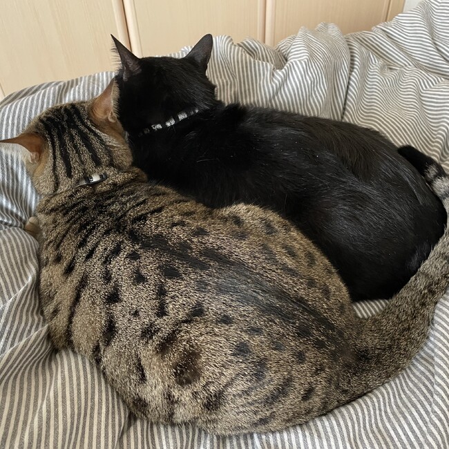 akane15のカバー写真