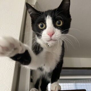 生後約6ヶ月♂ 人も猫も大好きツナ君