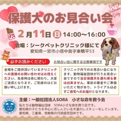 愛知県一宮市：保護犬の譲渡会