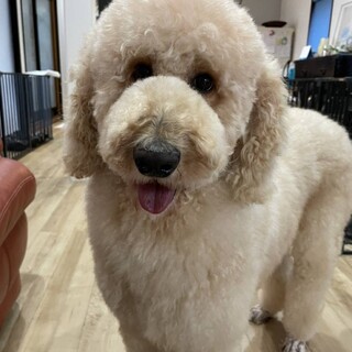 甘えん坊なディジーちゃん