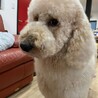 甘えん坊なディジーちゃん サムネイル2