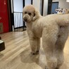 甘えん坊なディジーちゃん サムネイル3
