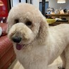 甘えん坊なディジーちゃん サムネイル4