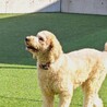 甘えん坊なディジーちゃん サムネイル5