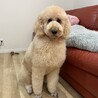 甘えん坊なディジーちゃん サムネイル6