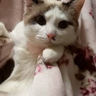 エキゾチックな雰囲気でやんちゃな女の子カラちゃん♫