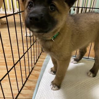 人大好き甘えん坊のつきみちゃんの家族募集