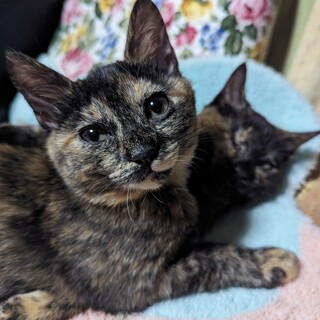 8ヶ月位のもみじちゃん