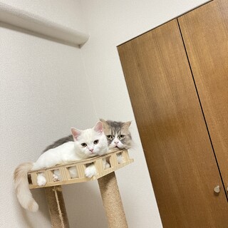 2匹一緒に引き取ってくれる方のみ。