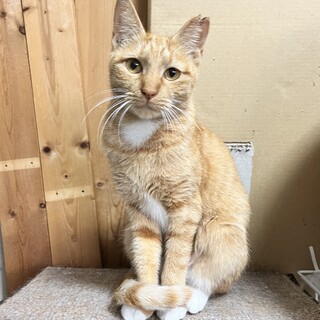 茶白の靴下にゃんこ❤️はるかちゃん